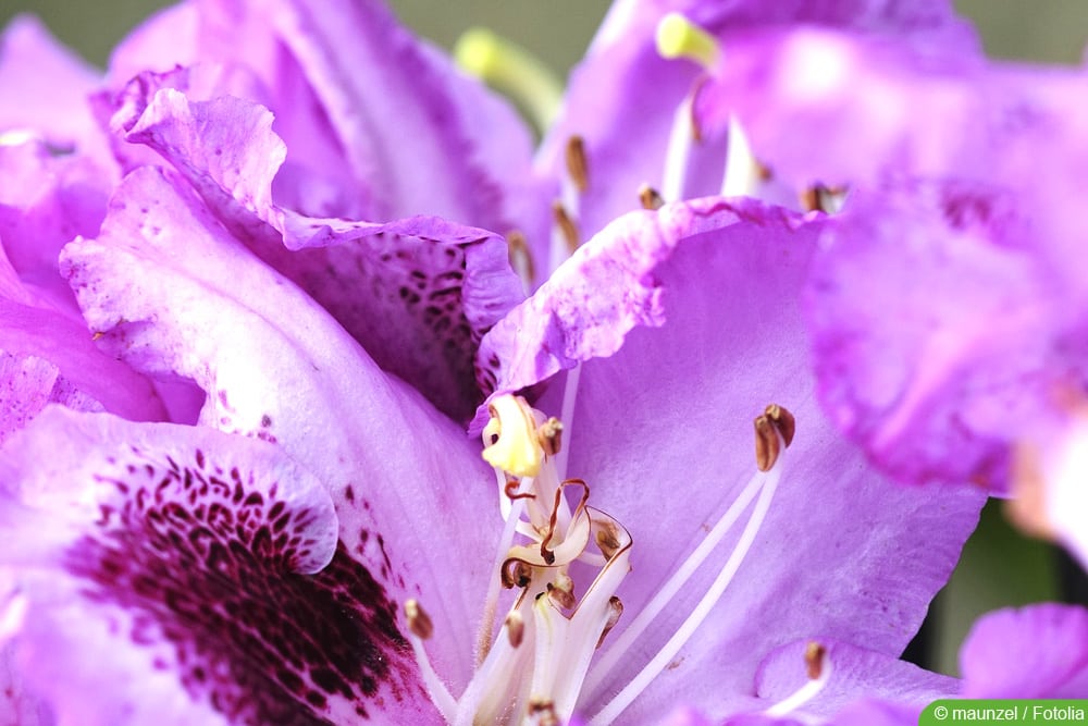 Zimmerazalee - Rhododendron simsii