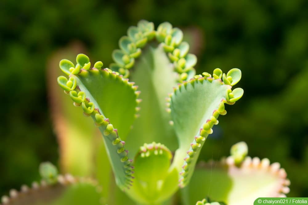 Brutblatt - Bryophyllum - Goethepflanze
