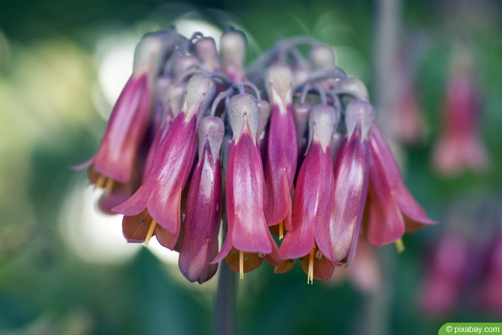 Brutblatt - Bryophyllum - Goethepflanze