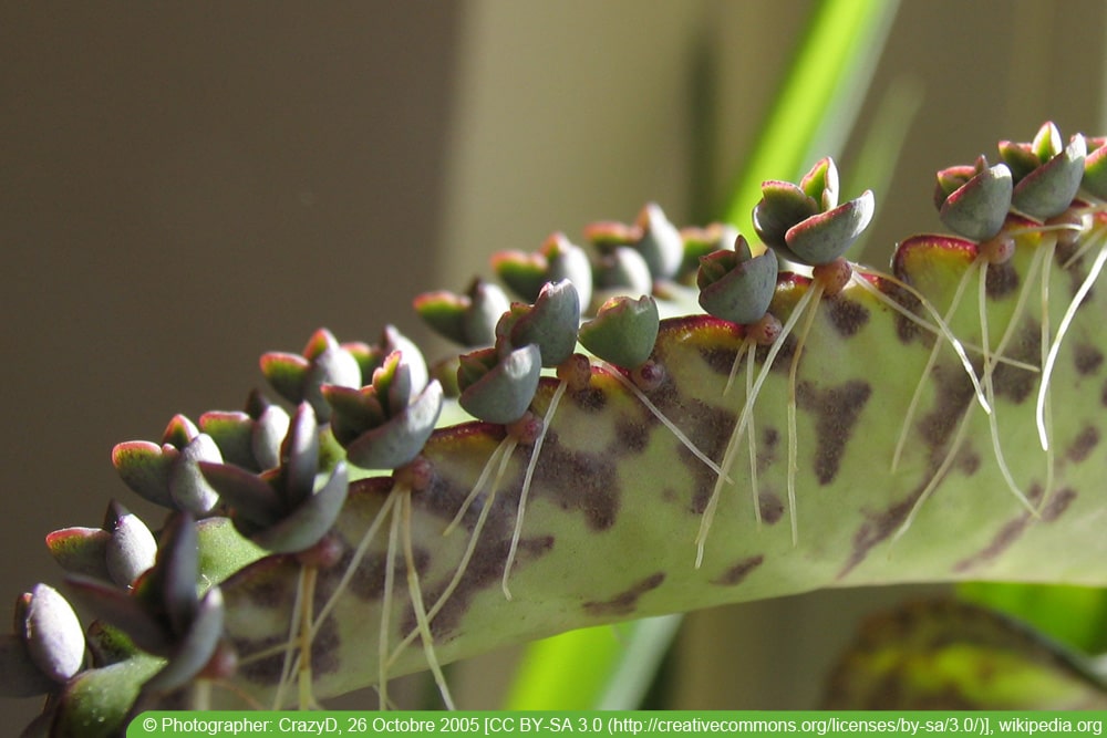 Brutblatt - Bryophyllum - Goethepflanze