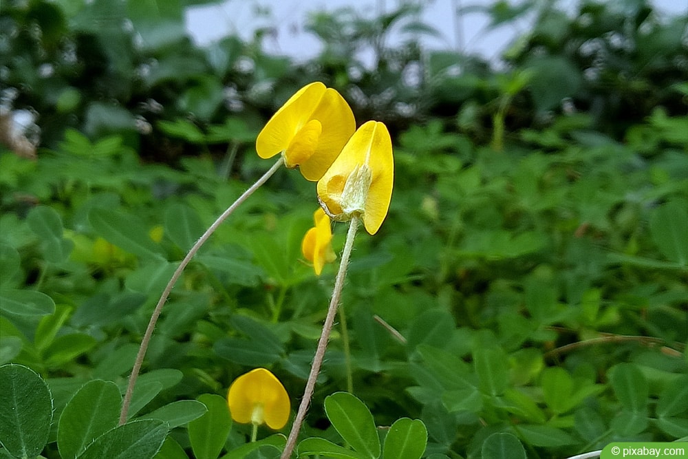 Erdnusspflanze anbauen - Blüte