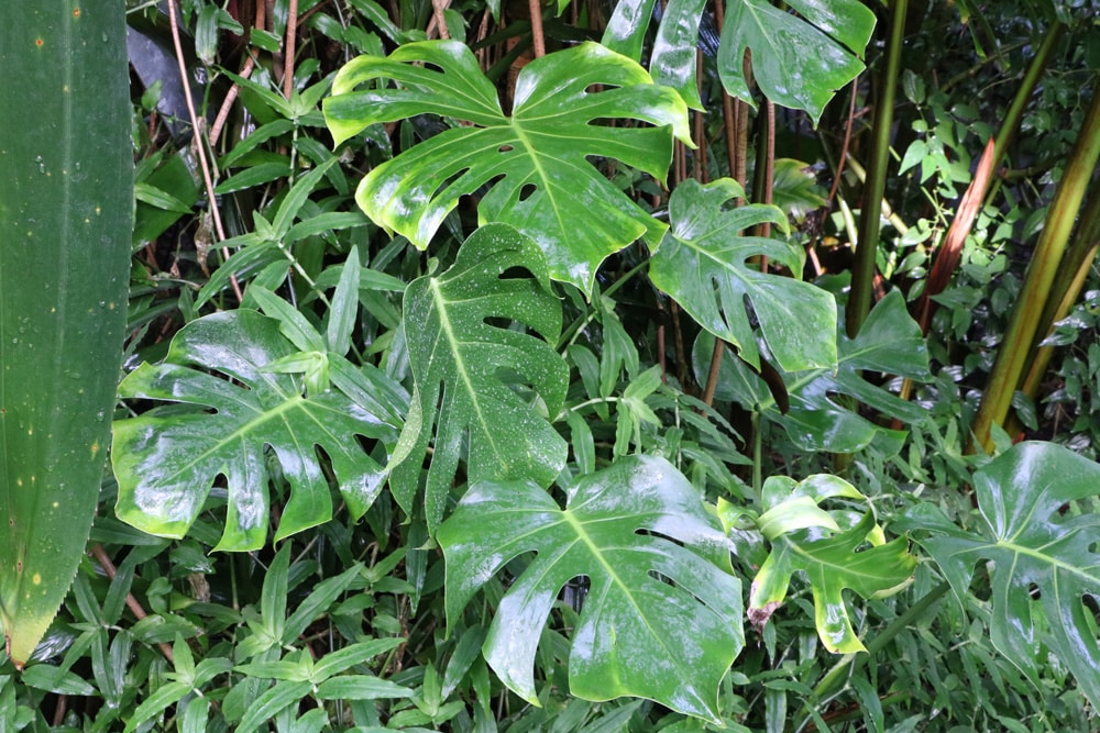 Monstera - Fensterblatt