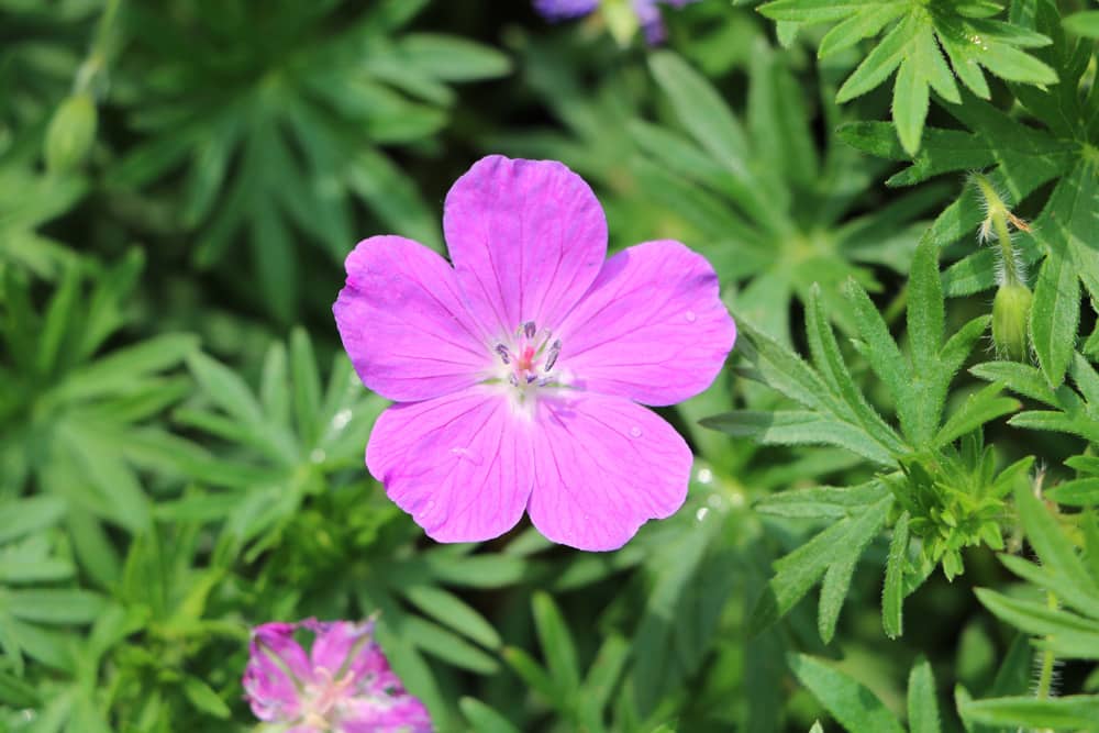 Geranium - Storchenschnabel