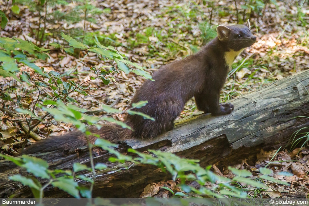 Baummarder