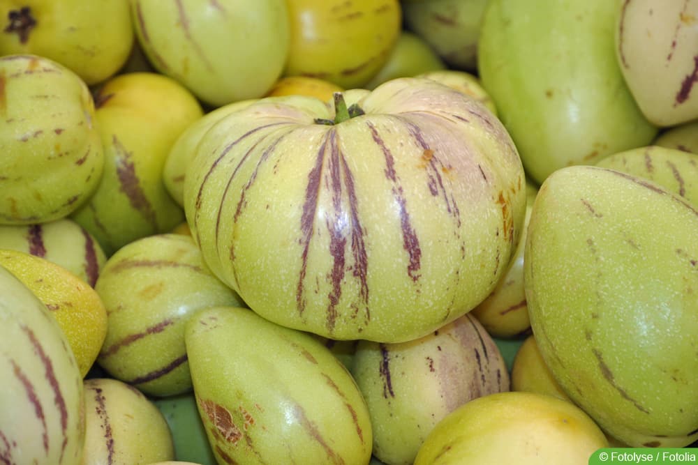 Melonenbirne - Pepino - Solanum muricatum