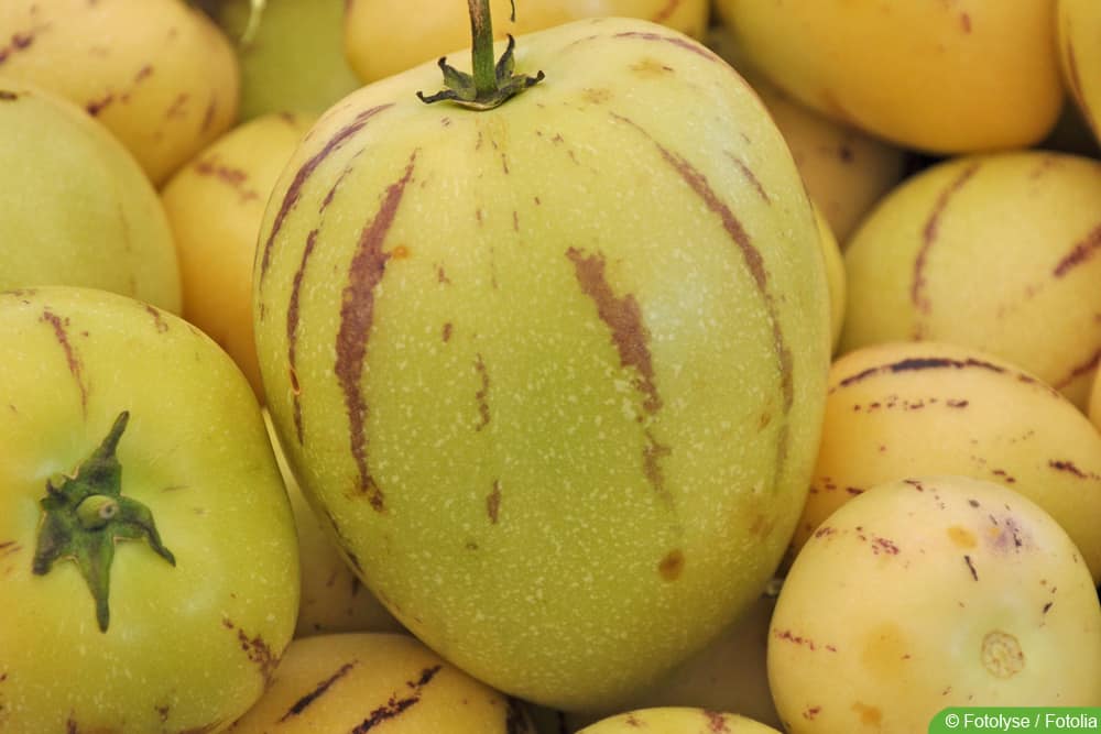 Melonenbirne - Pepino - Solanum muricatum