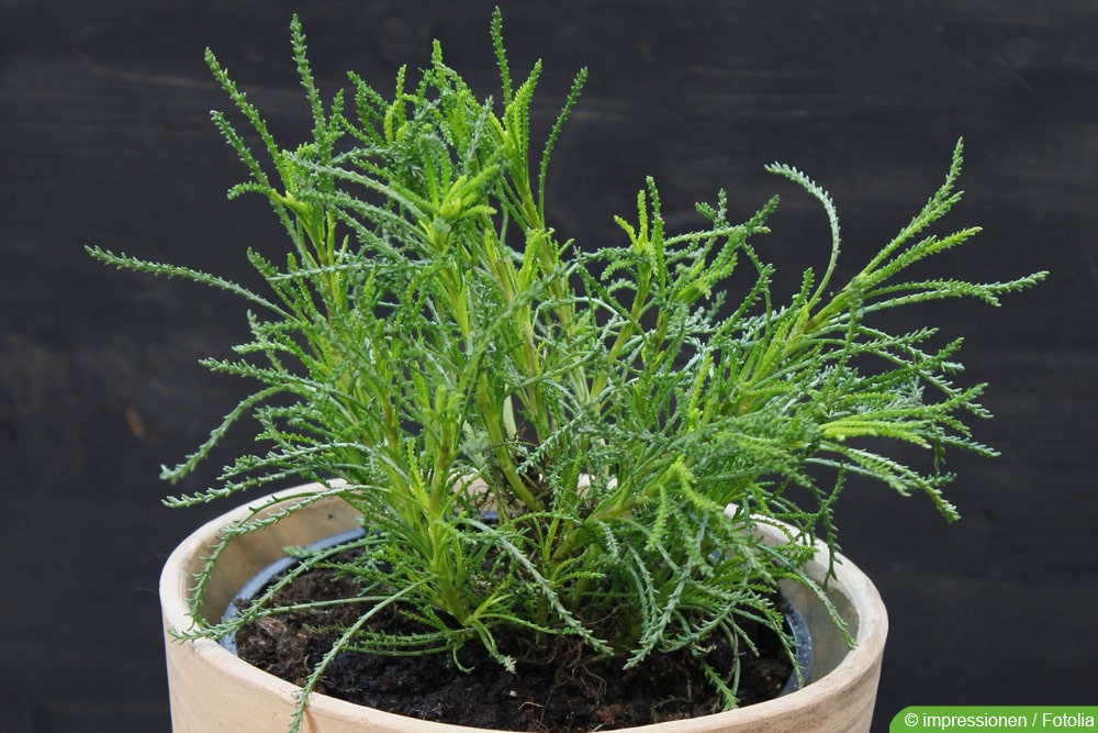 thuja smaragd 80-100 Thuja Smaragd 80-100 cm, RB » Outlet main image 0