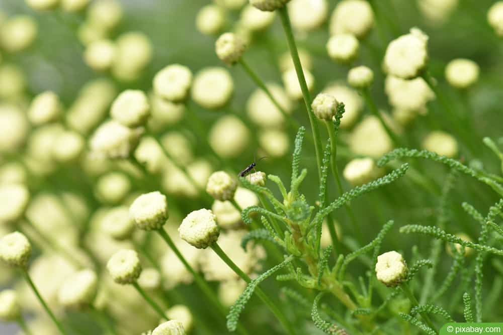 Olivenkraut - Santolina viridis