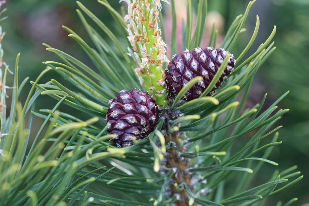 Pinus mugo - Bergkiefer
