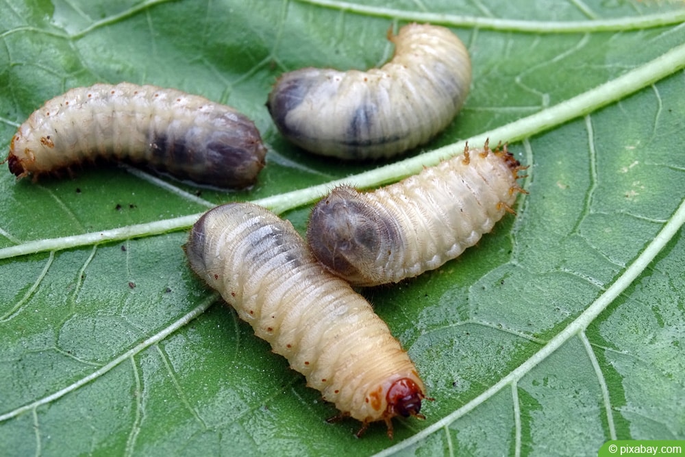 Rosenkäfer Larven