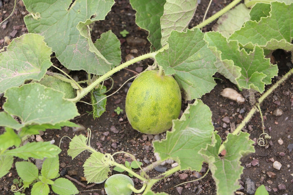 AvocadoPflanze selbst züchten pflegen, schneiden und überwintern