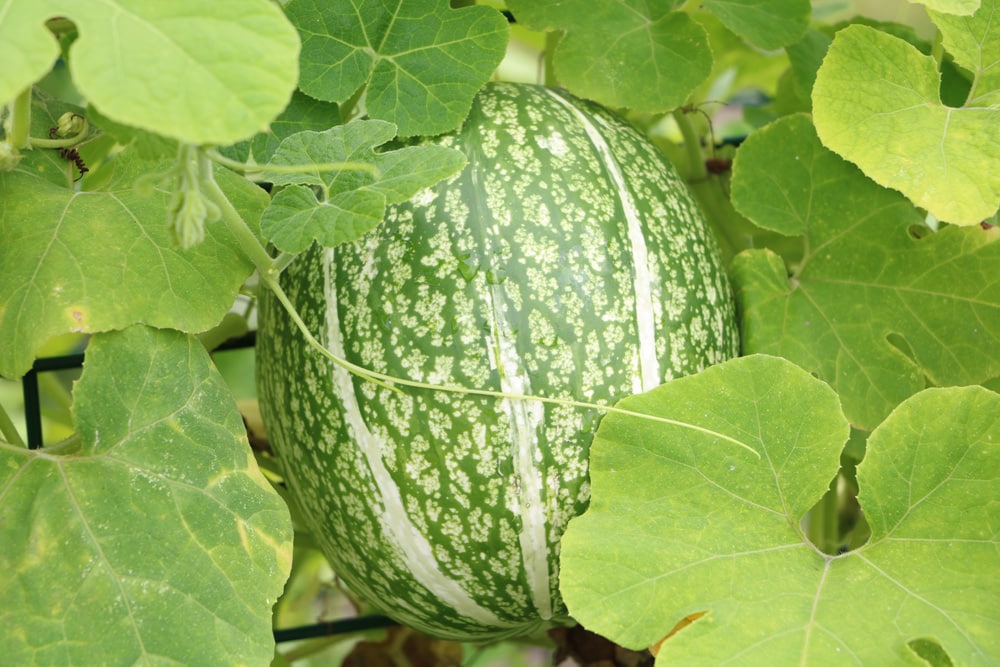 Wassermelone züchten