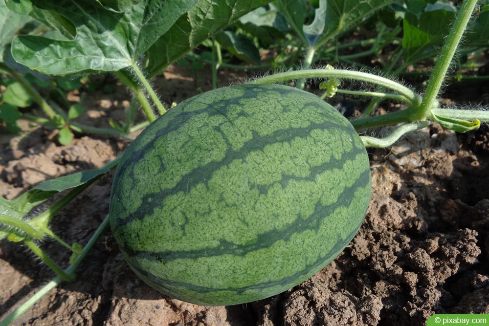 Wassermelone anbauen