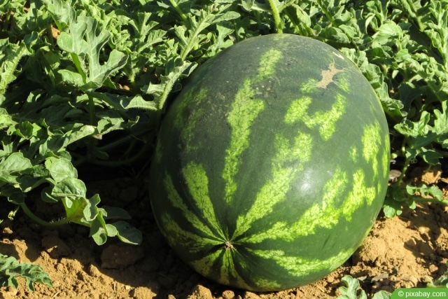Wassermelonen anbauen so züchten Sie Melonen selbst