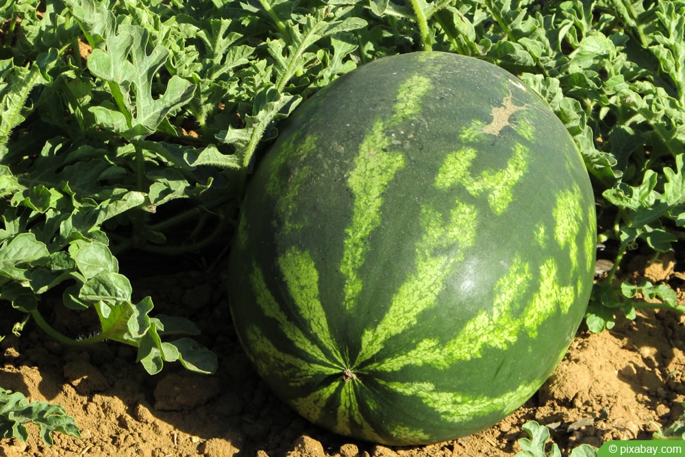 Wassermelone anbauen