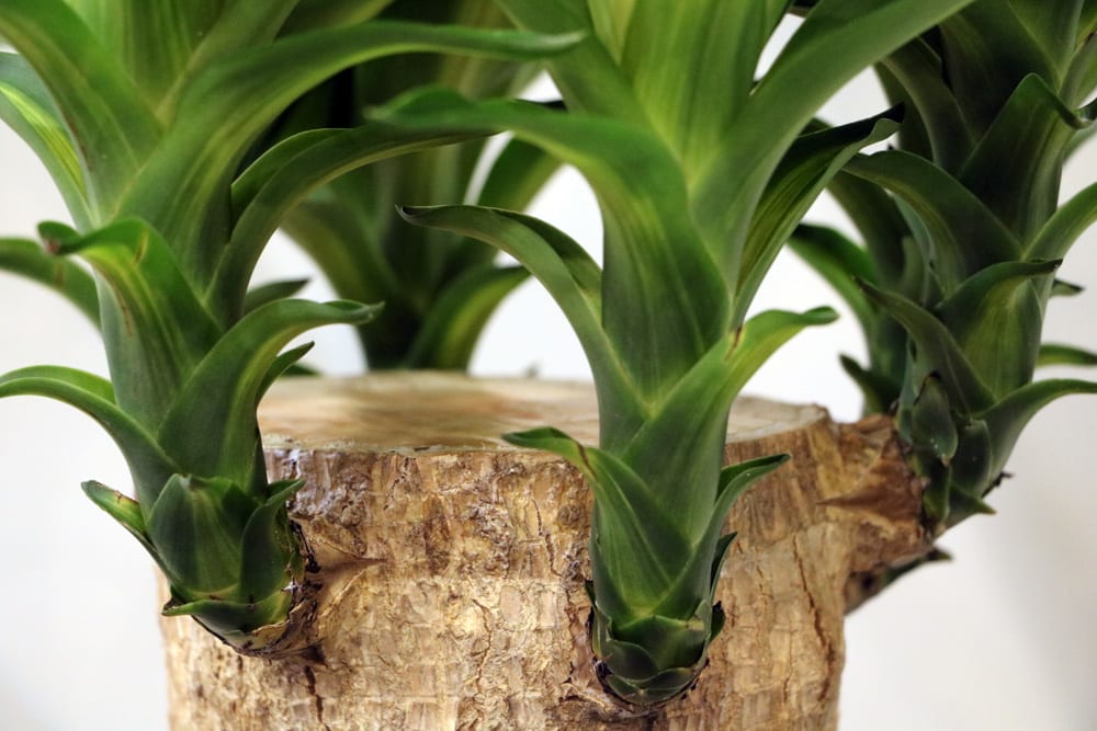 Yucca-Palme vermehren | 8 Tipps fr Ableger & Stecklinge - Hausgarten.net