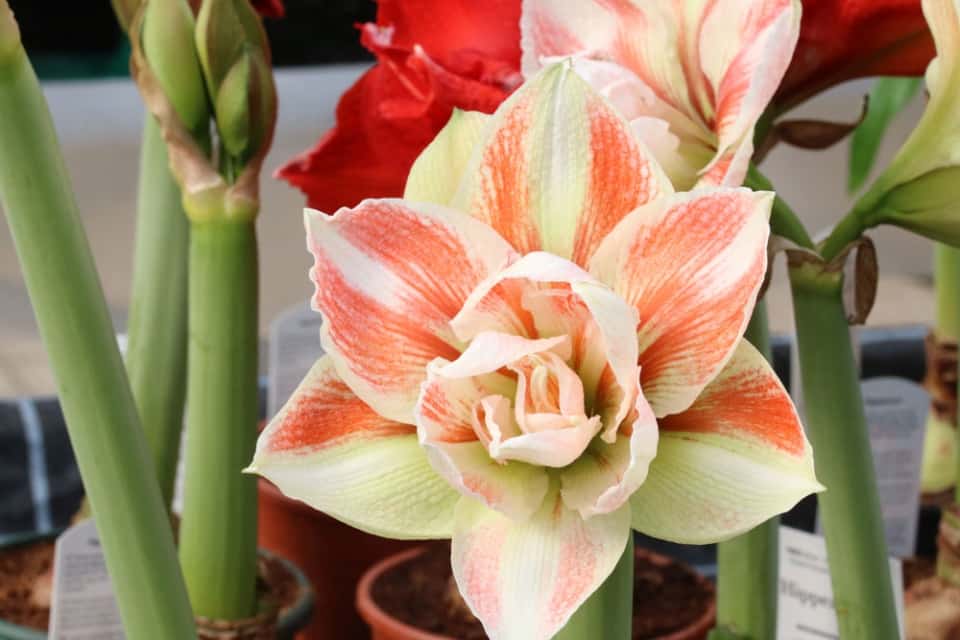 Lilien überwintern So schafft es die Lilie im Topf über den Winter