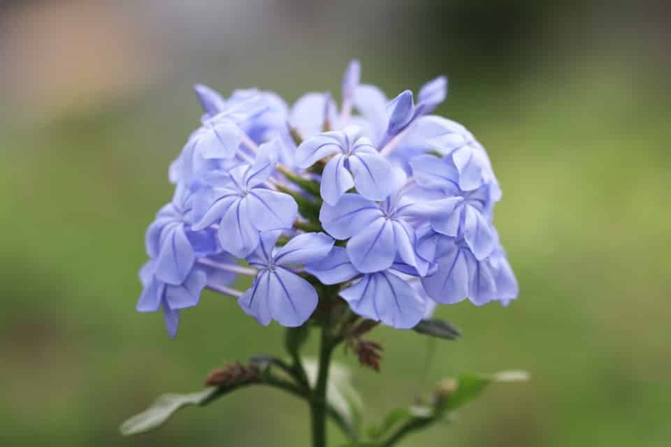 Hortensie Annabell Weiß - Winterharte Gartenpflanze - Großblumig 40-60cm