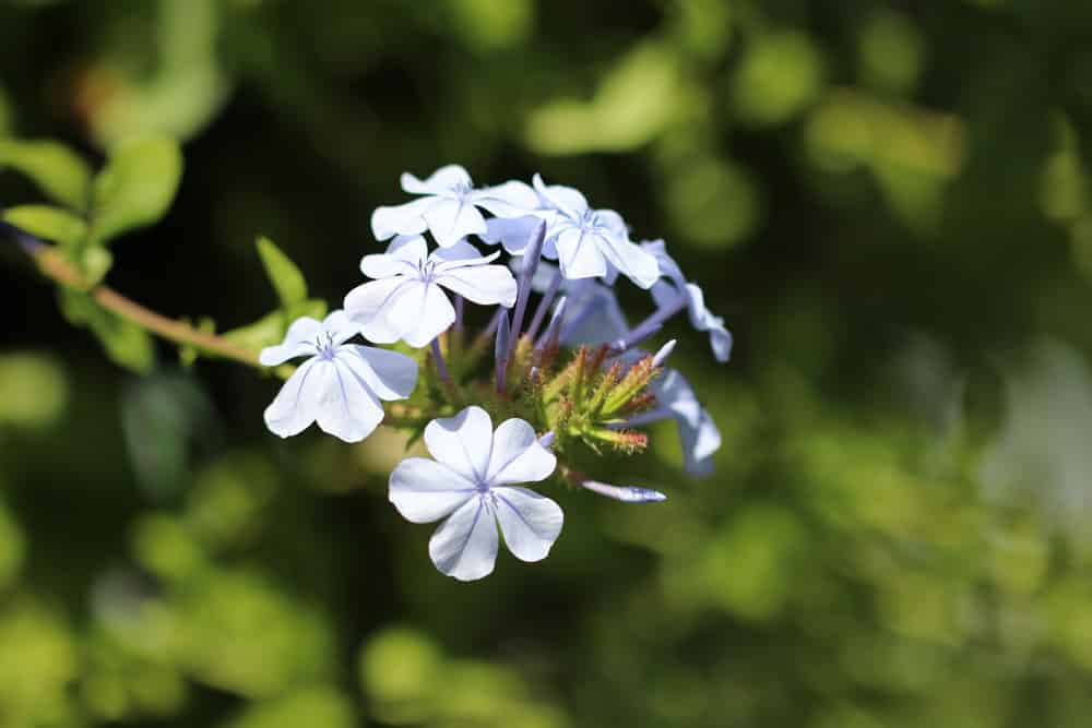 Bleiwurz - Plumbago auriculata