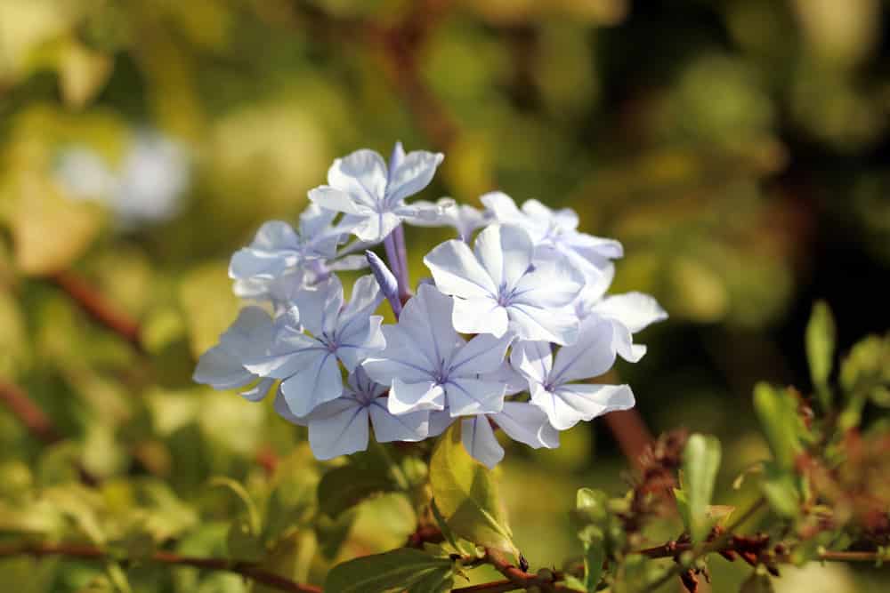 Bleiwurz - Plumbago auriculata