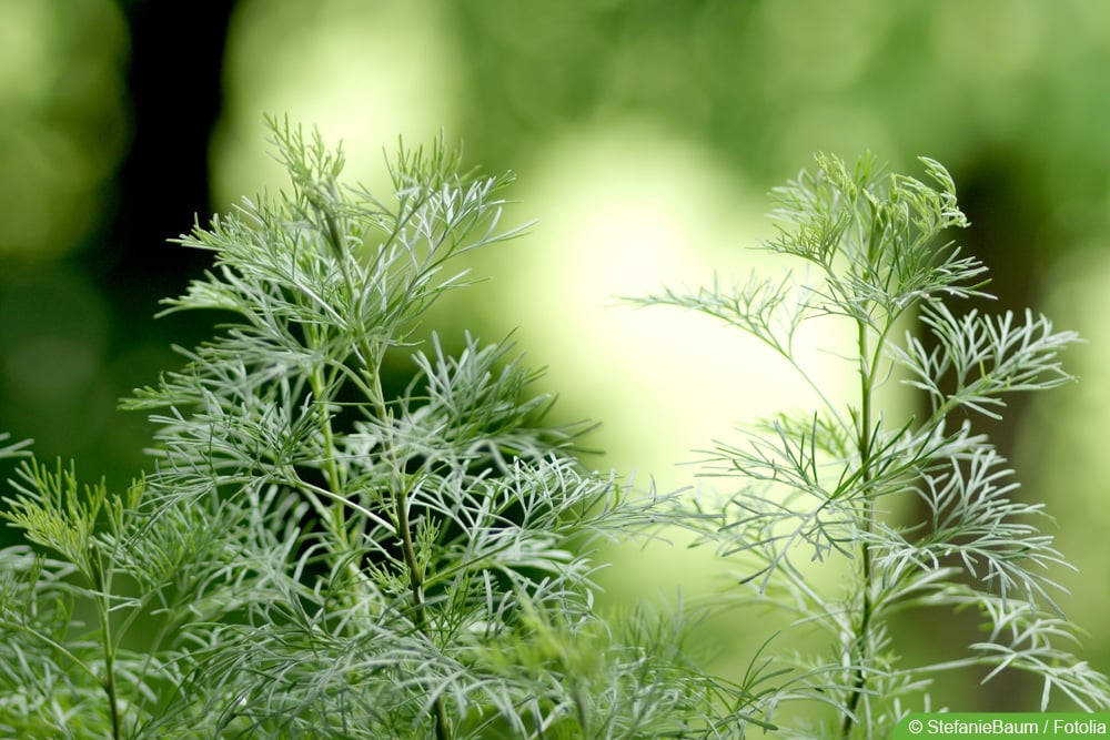 Eberraute - Artemisia abrotanum - Colakraut