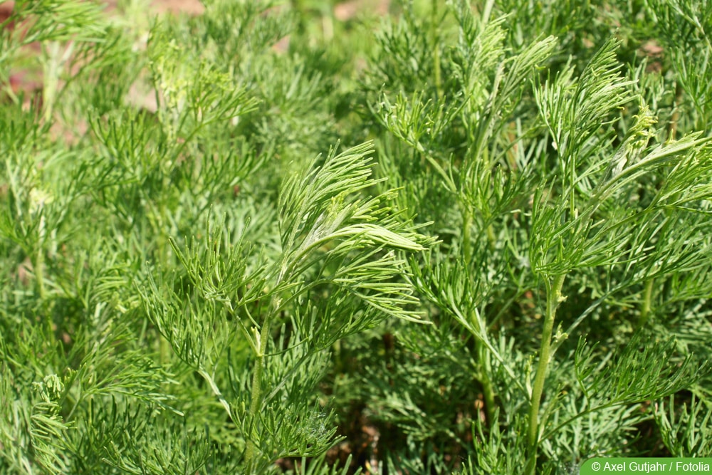 Eberraute - Artemisia abrotanum - Colakraut