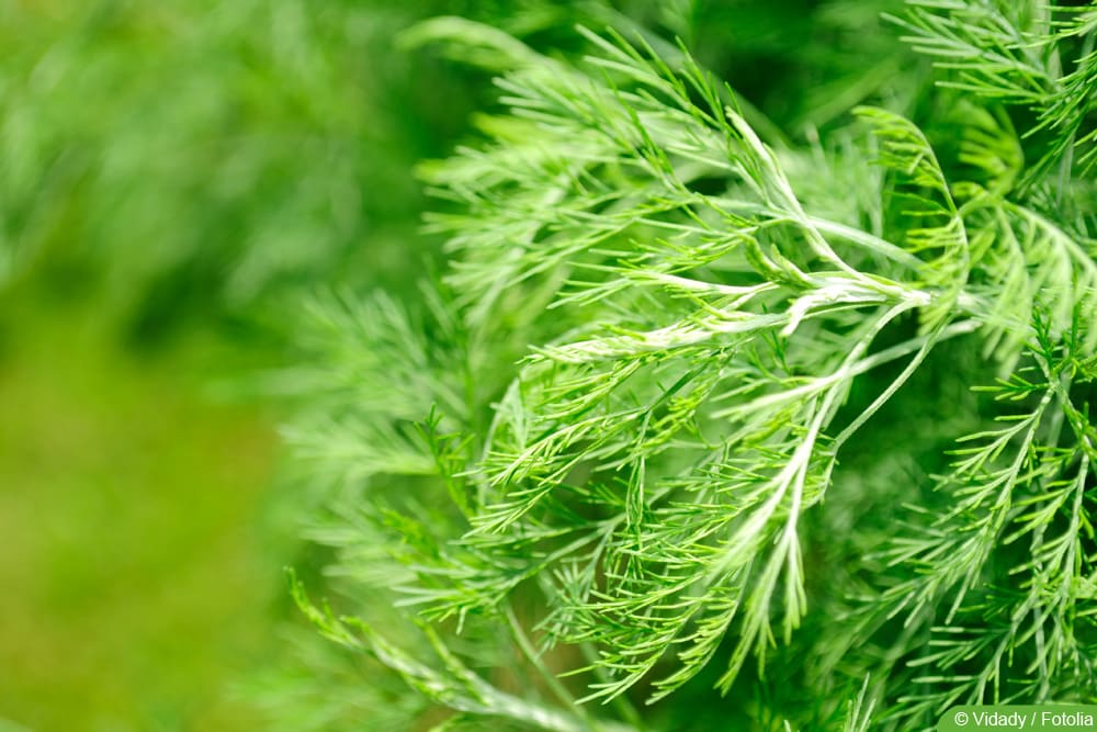 Eberraute - Artemisia abrotanum - Colakraut