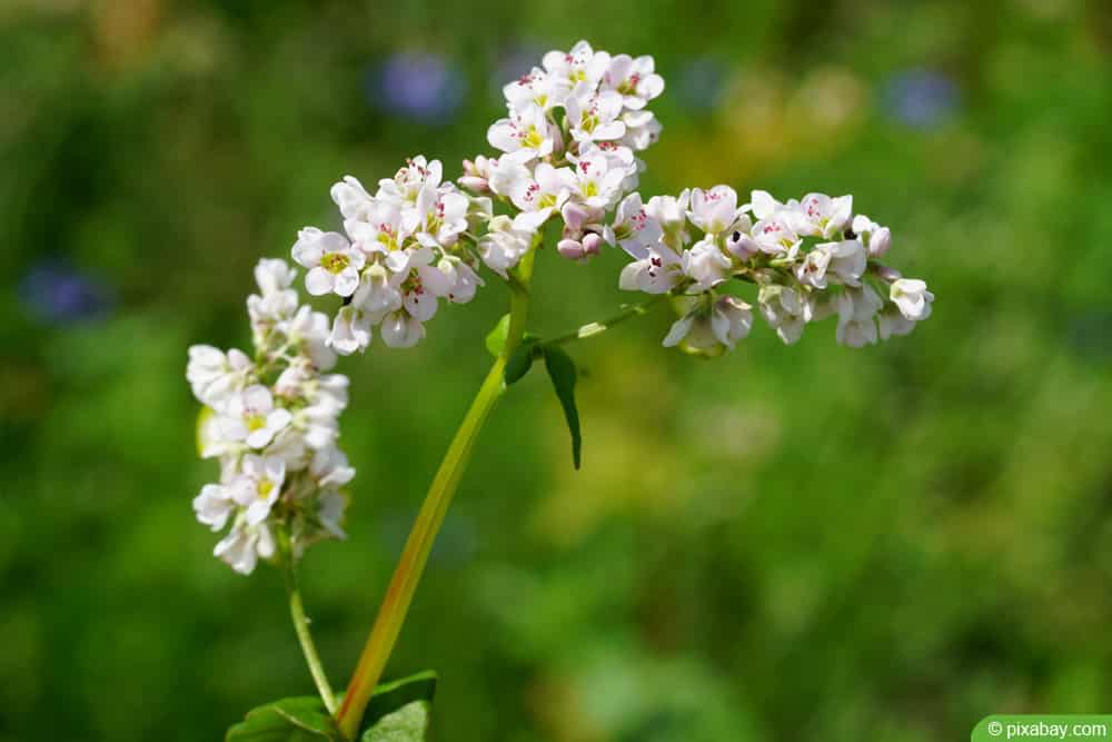 Echter Buchweizen (bot. Fagopyrum esculentum)