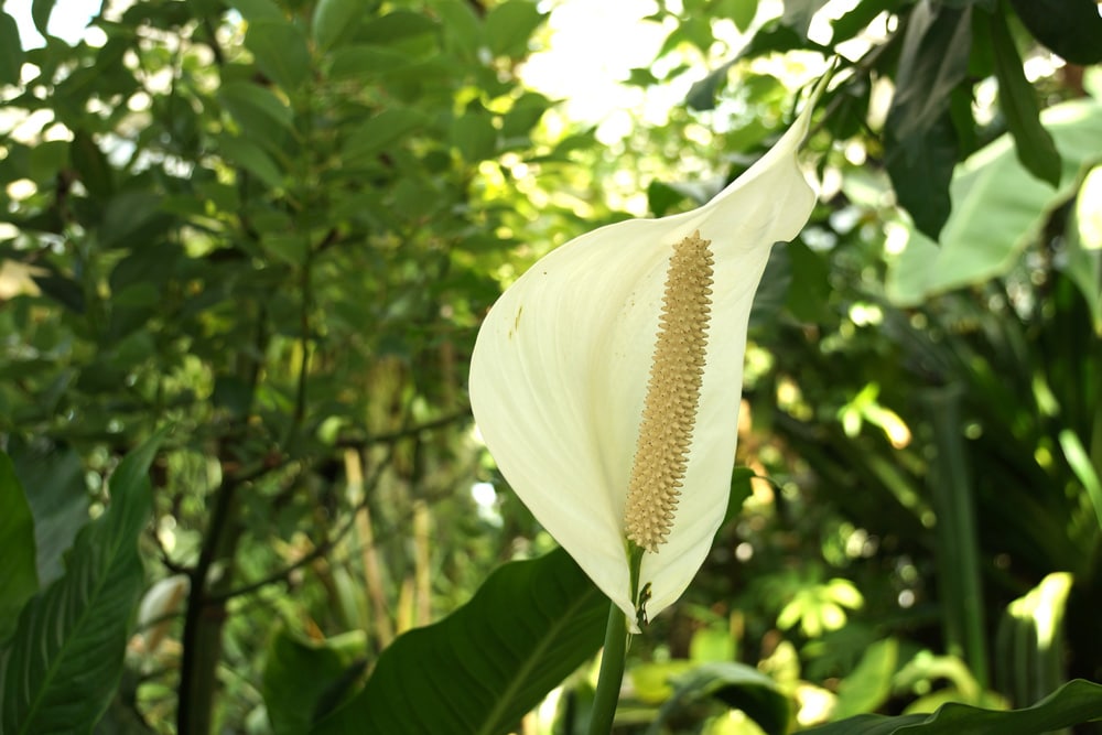 Einblatt - Spathiphyllum - Scheidenblatt