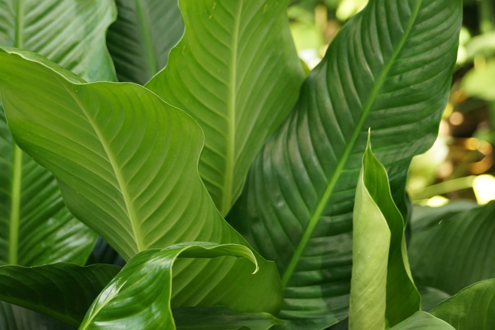 Einblatt - Spathiphyllum - Scheidenblatt