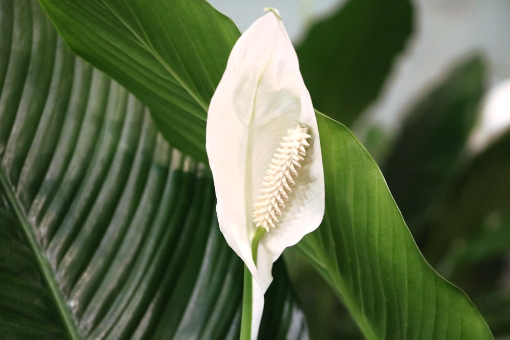 Einblatt - Spathiphyllum - Scheidenblatt