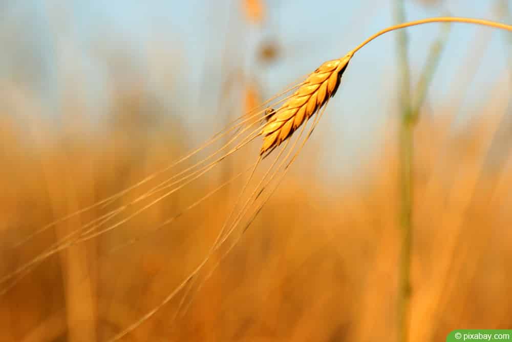 Einkorn - Getreidearten erkennen