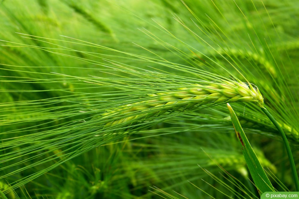 Gerste - Hordeum vulgare