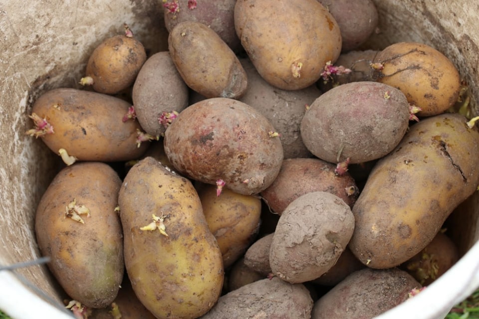 Kartoffeldünger so düngen Sie KartoffelPflanzen richtig