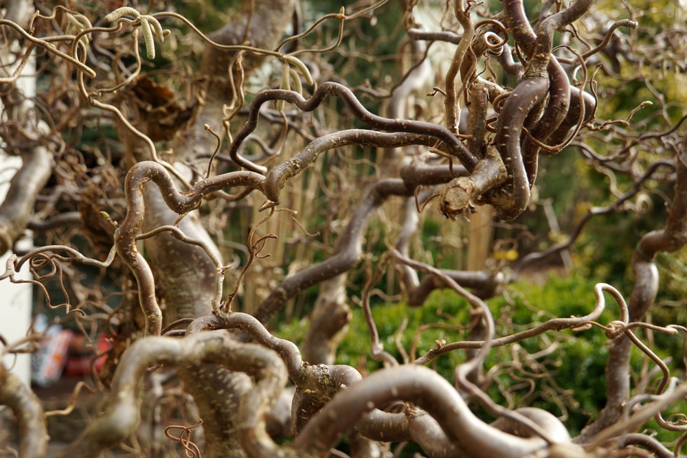 Korkenzieherhasel - Corylus avellana 'Contorta'