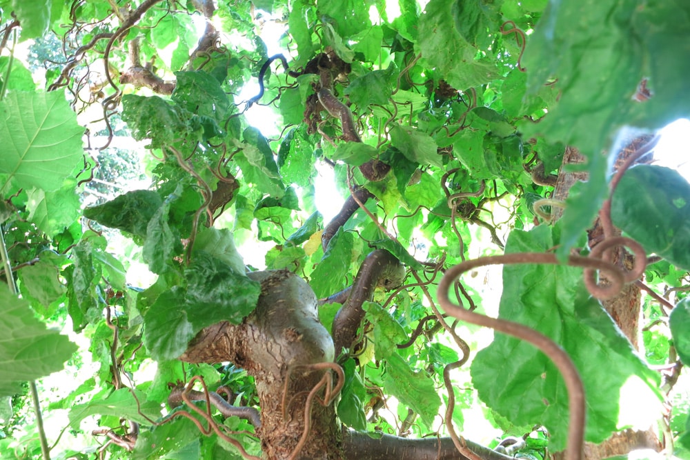 Korkenzieherhasel - Corylus avellana 'Contorta'