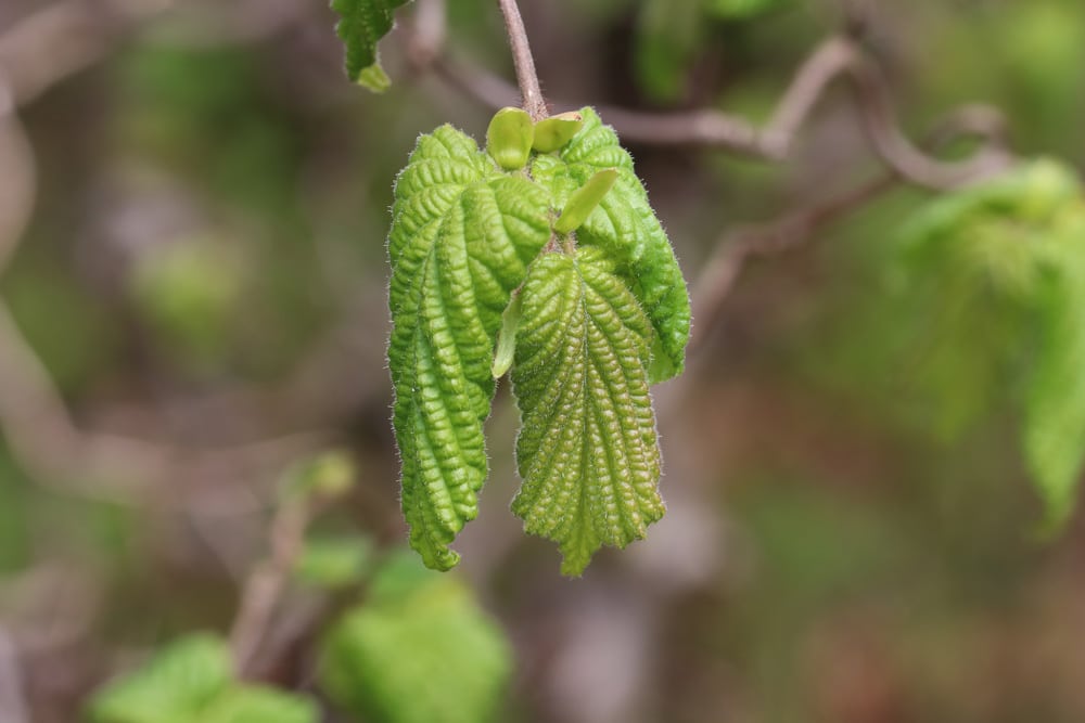 Korkenzieherhasel - Corylus avellana 'Contorta'