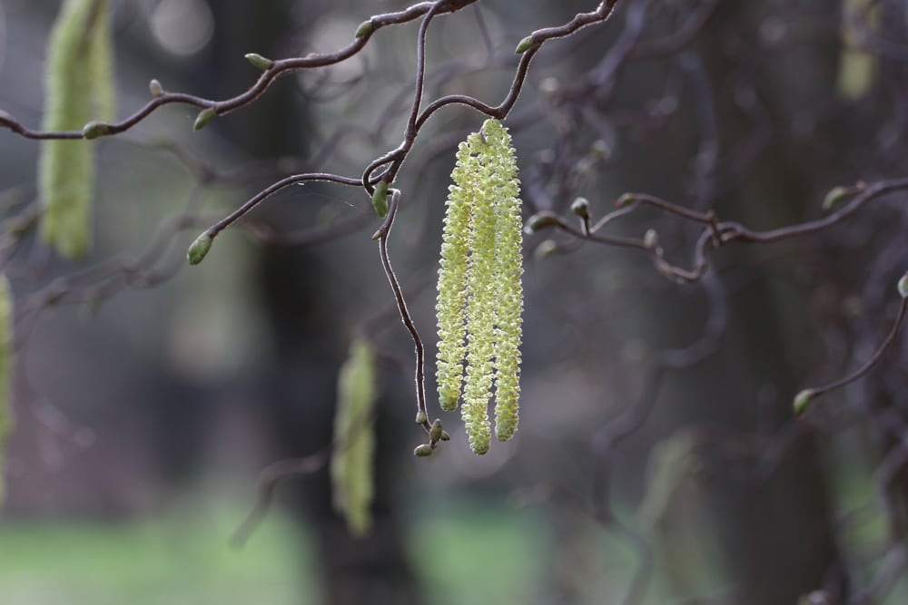 Korkenzieherhasel - Corylus avellana 'Contorta'