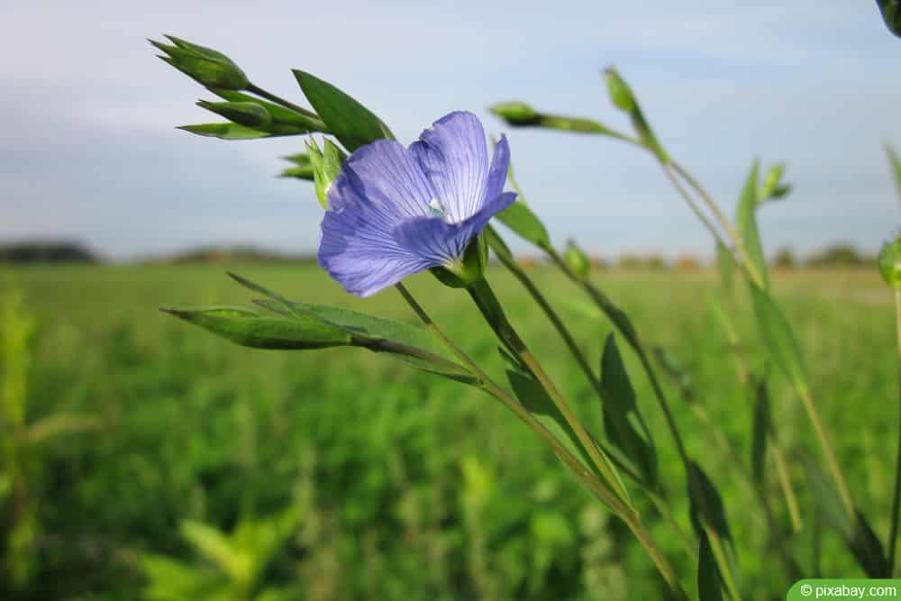 Lein - Leinsamen - Flachs - Linum usitatissimum