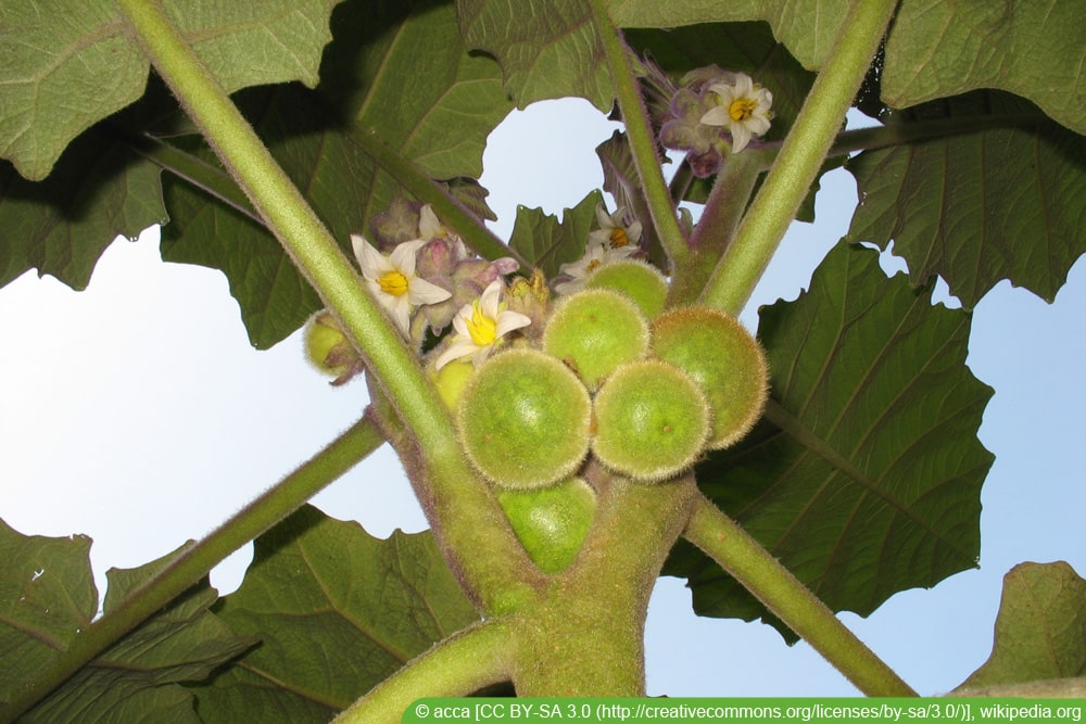 Lulo - Solanum quitoense - Quitorange