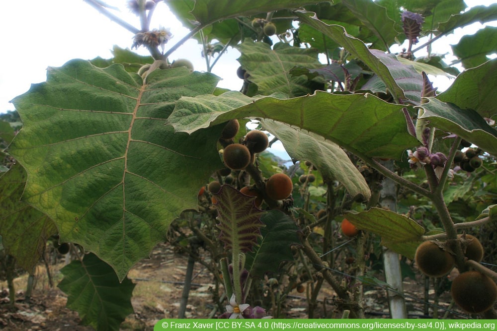 Lulo - Solanum quitoense - Quitorange