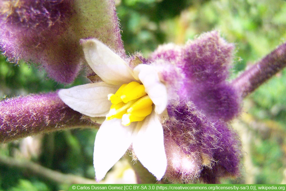 Lulo - Solanum quitoense - Quitorange