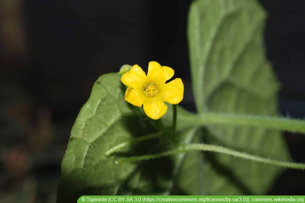 Mexikanische Minigurke - Melothria scabra