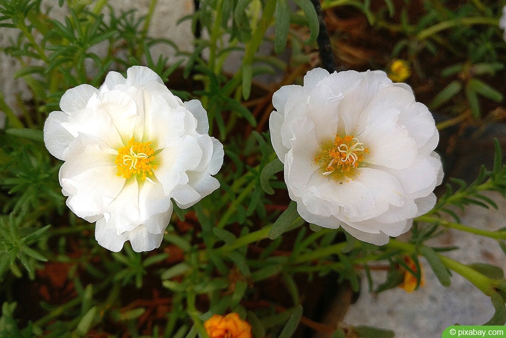 Moosrose - Rosa centifolia var. muscosa