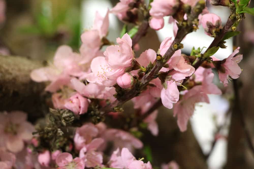 Nektarine - Prunus persica var. nucipersica