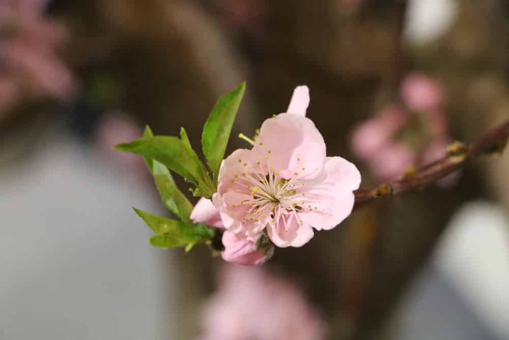 Nektarine - Prunus persica var. nucipersica