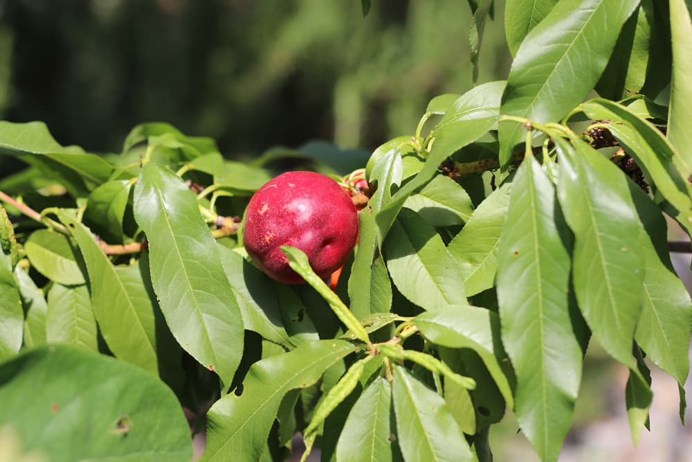 Nektarine - Prunus persica var. nucipersica