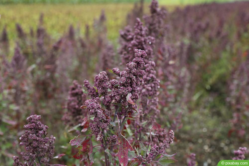 Quinoa (bot. Chenopodium quinoa)