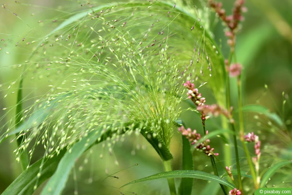 Rispenhirse (bot. Panicum miliaceum)