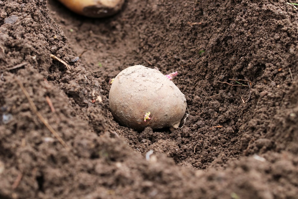 Solanum tuberosum - Kartoffel